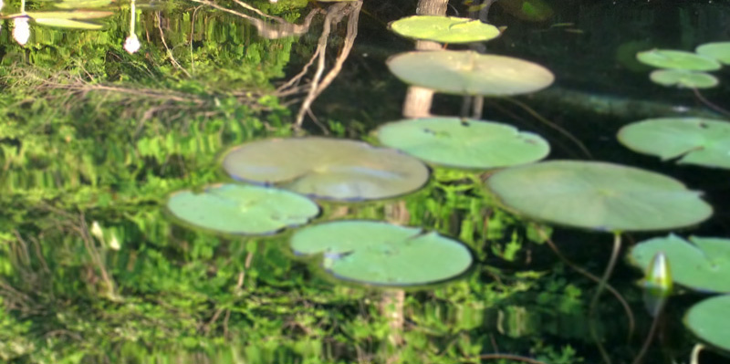 Forest-Lily-Pads-THIN